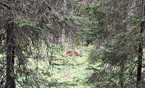 Red Deer
