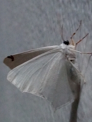 Sericoptera