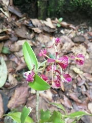 Epidendrum radioferens