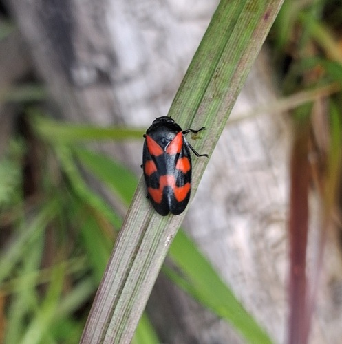 Common Froghopper