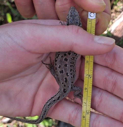 Sand Lizard