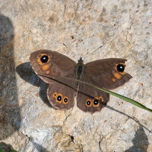 Large Wall Brown