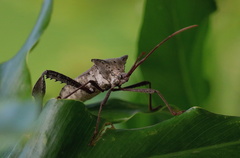 Acanthocephala declivis