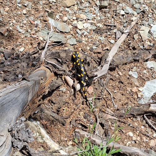 Fire Salamander