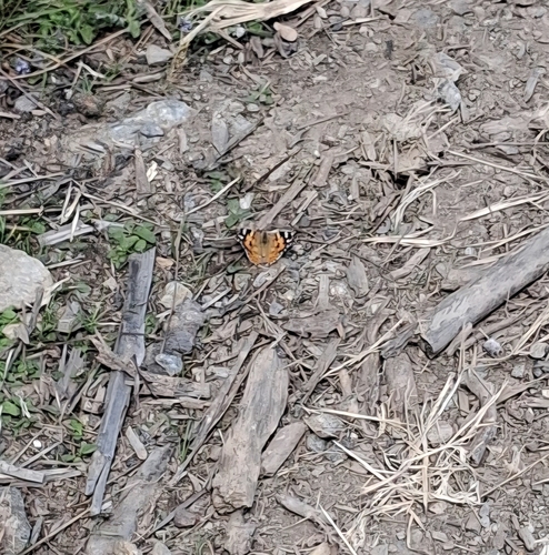 Painted Lady