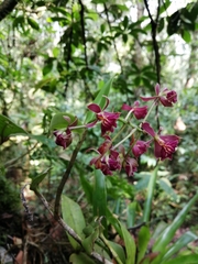 Epidendrum radioferens