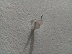 Sericoptera