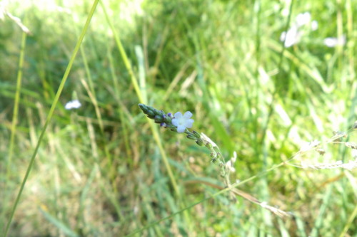 Common vervain