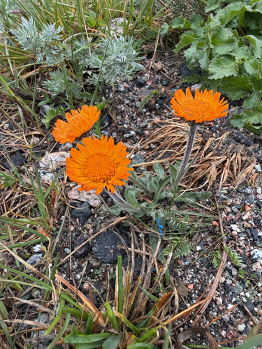 Erigeron aurantiacus