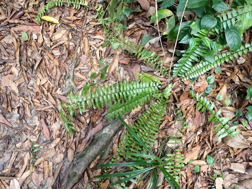 Asplenium longissimum observed 2026-06-19