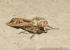 Agrotis spinifera