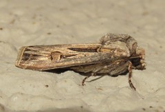 Agrotis spinifera