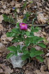 Paeonia daurica