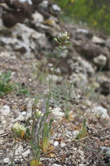 Camelina rumelica