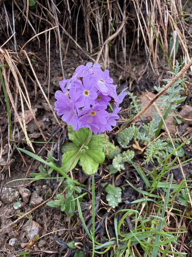 Primula algida, photograph 2