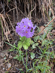 Primula algida, photograph (c) Paul Dufour, some rights reserved (CC BY)