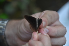 Sevenia occidentalium