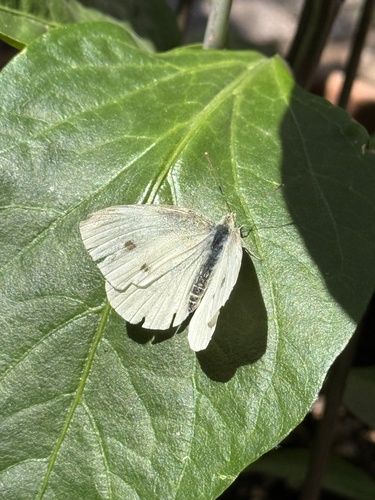 Small White