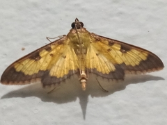 Diacme elealis