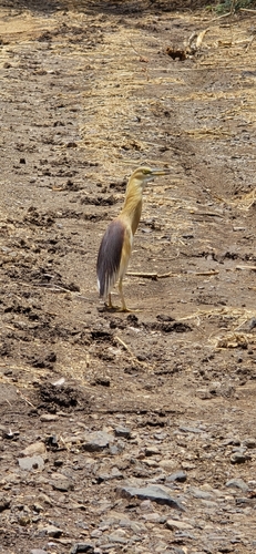 Indian Pond-Heron