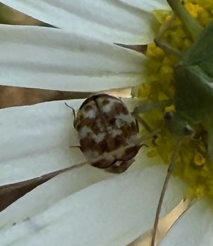 Varied Carpet Beetle