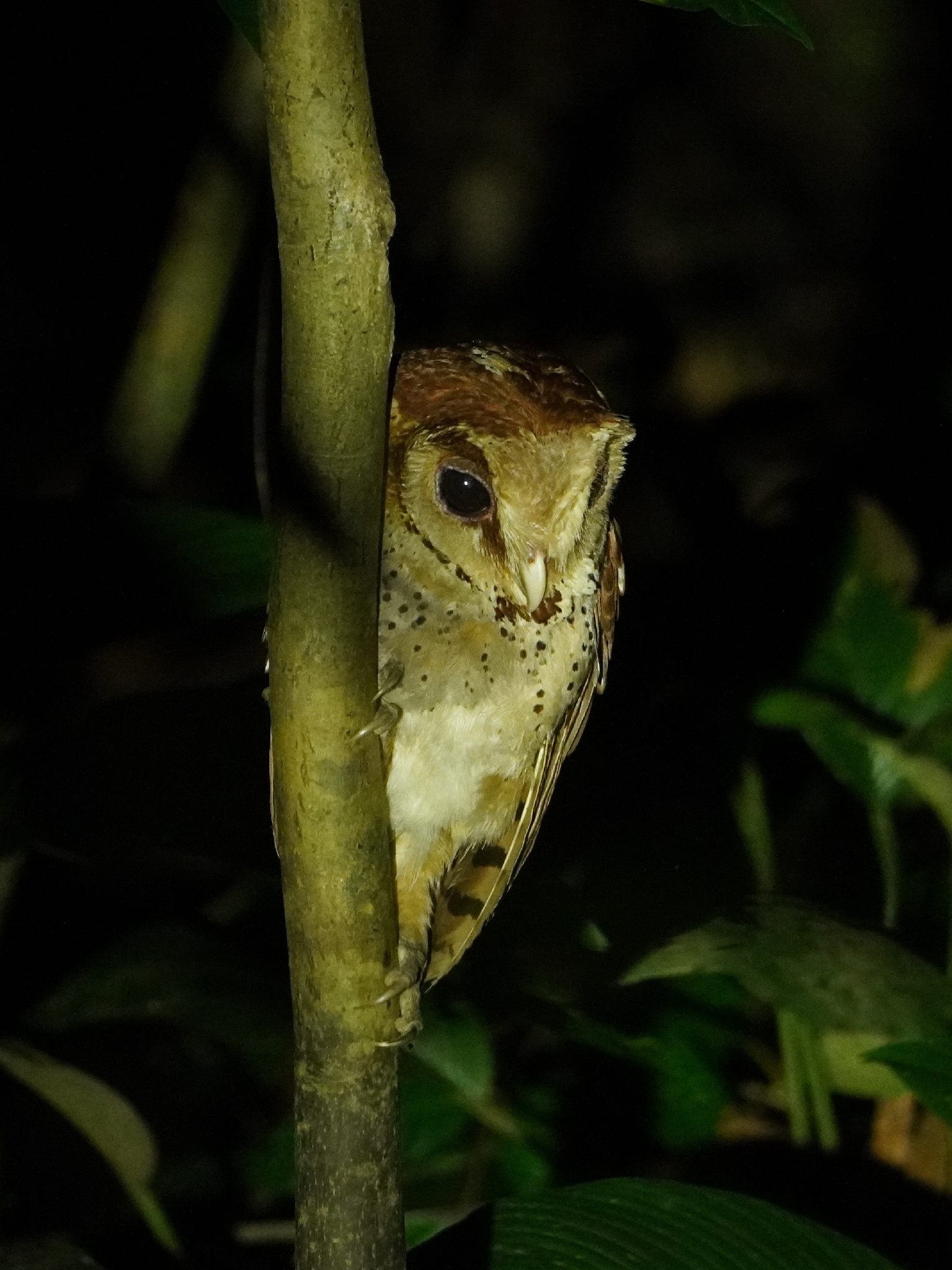 Oriental Bay Owl (Phodilus badius), photo 1