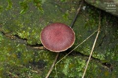 Gymnopilus purpuratus
