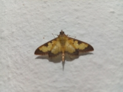 Diacme elealis