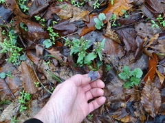 Cardamine douglassii