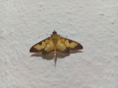 Diacme elealis