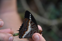 Charaxes brutus angustus