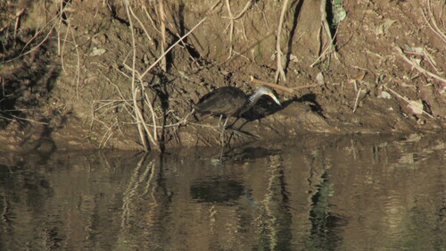 Limpkin