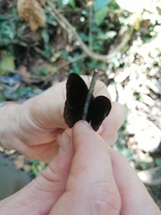 Sevenia occidentalium