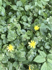 Ficaria verna