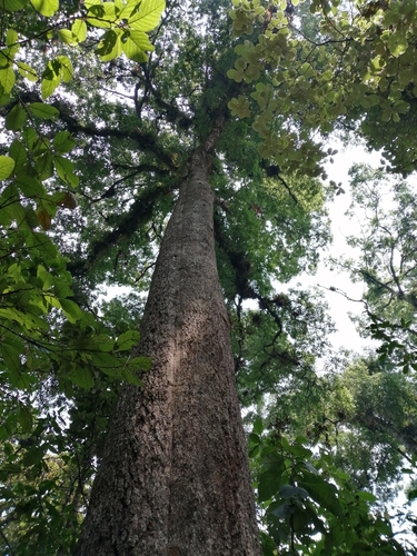 Quercus ocoteifolia
