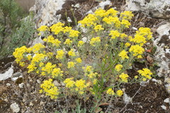 Odontarrhena tortuosa