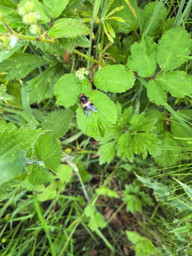 Pellucid Hover Fly
