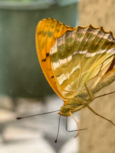Silver-washed Fritillary