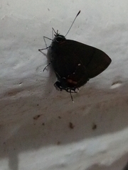 Electrostrymon angelia