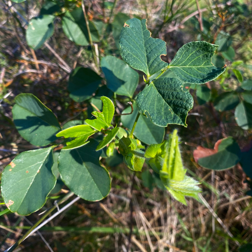 Kennedia stirlingii observed 2026-06-19