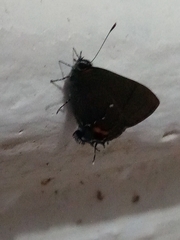 Electrostrymon angelia