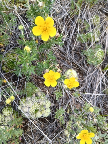 Dasiphora parvifolia, photograph 5