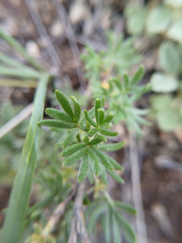 Dasiphora parvifolia, photograph 6