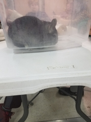 Chinchilla
