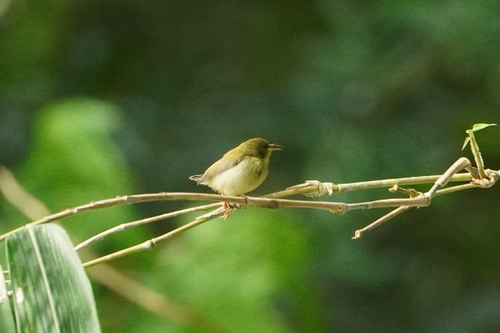 Plain Sunbird (Anthreptes simplex)