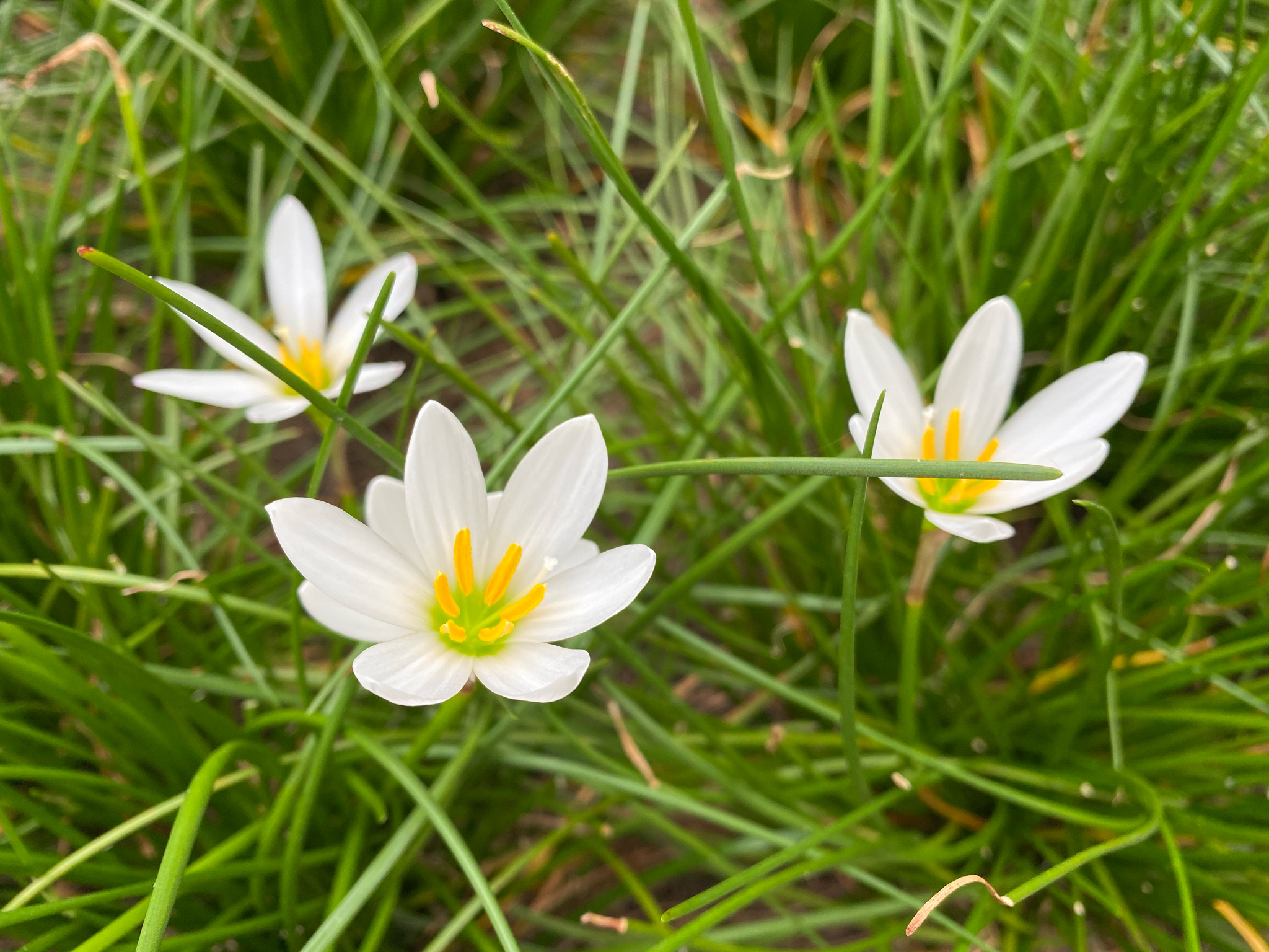 Zephyranthes candida — ảnh 2