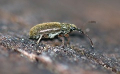 Cimberis attelaboides