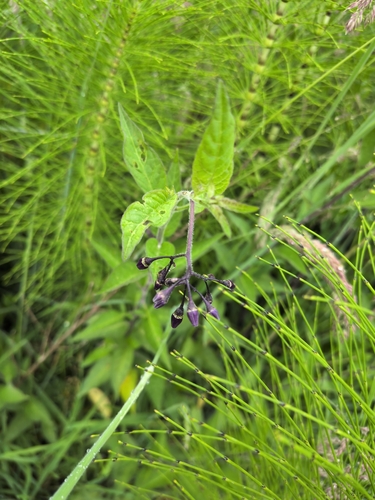 bittersweet nightshade