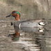 American Green-winged Teal - Photo (c) Jared Manninen, some rights reserved (CC BY-NC)