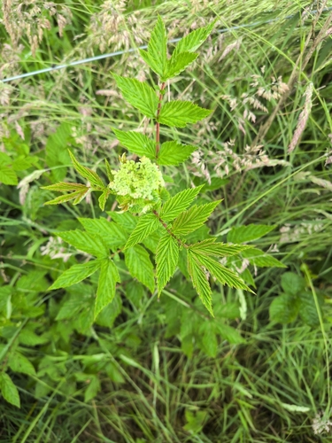 Meadowsweet